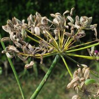 Finocchio dolce (Foeniculum vulgare dulce) semi