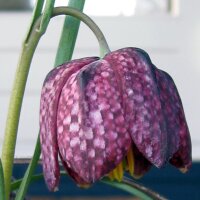 Bossolo dei dadi (Fritillaria meleagris) semi