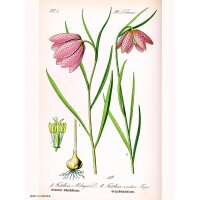 Bossolo dei dadi (Fritillaria meleagris) semi