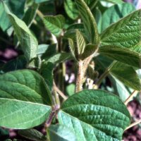 Soia Envy (Glycine max) semi