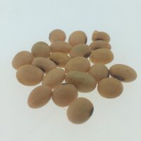 Soia Envy (Glycine max) semi