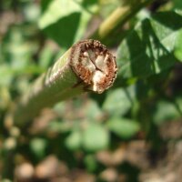 Liquirizia (Glycyrrhiza glabra) semi