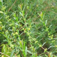 Sinicuichi (Heimia salicifolia) semi