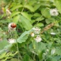 Pilosella (Hieracium pilosella) semi