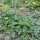 Pilosella (Hieracium pilosella) semi