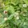 Pilosella (Hieracium pilosella) semi