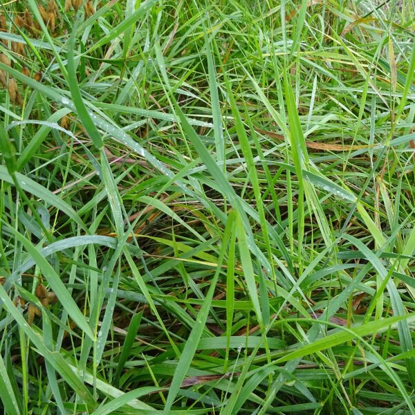 Erba sacra odorosa (Hierochloe odorata) semi