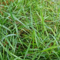 Erba sacra odorosa (Hierochloe odorata) semi