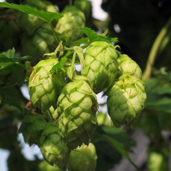 Luppolo (Humulus lupulus) semi
