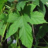 Luppolo (Humulus lupulus) semi