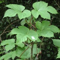 Luppolo (Humulus lupulus) semi