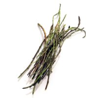 Luppolo (Humulus lupulus) semi