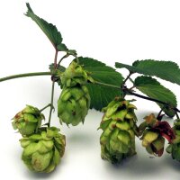 Luppolo (Humulus lupulus) semi