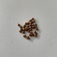 Luppolo (Humulus lupulus) semi