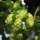 Luppolo (Humulus lupulus) semi