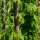 Luppolo (Humulus lupulus) semi