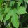 Luppolo (Humulus lupulus) semi