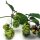 Luppolo (Humulus lupulus) semi
