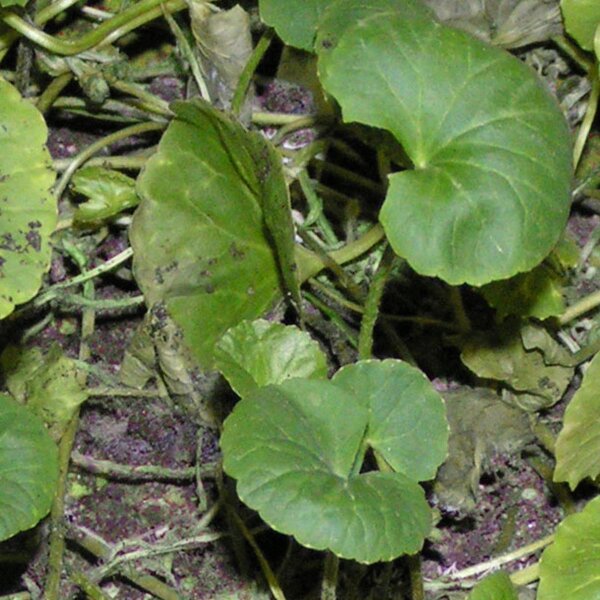 Centella asiatica (Centella asiatica) semi