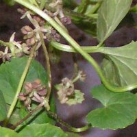 Centella asiatica (Centella asiatica) semi