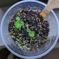 Centella asiatica (Centella asiatica) semi