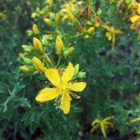 Iperico / Erba di San Giovanni (Hypericum perforatum) semi