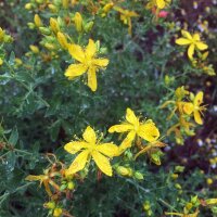 Iperico / Erba di San Giovanni (Hypericum perforatum) semi