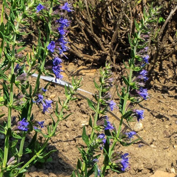 Issopo (Hyssopus officinalis) semi