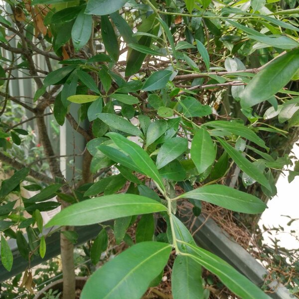 Yerba Mate (Ilex paraguariensis) semi