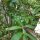Yerba Mate (Ilex paraguariensis) semi