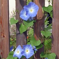 Campanella tricolore Heavenly Blue (Ipomoea tricolor) semi