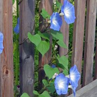 Campanella tricolore Heavenly Blue (Ipomoea tricolor) semi