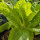 Lattuga romana Kasseler Strünkchen (Lactuca sativa) semi