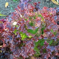 Lattuga cocarde Salad Bowl (Lactuca sativa)  semi