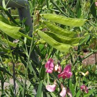 Pisello odoroso (Lathyrus odoratus) semi