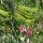Pisello odoroso (Lathyrus odoratus) semi