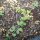 Cicerchia tuberosa (Lathyrus tuberosus) semi
