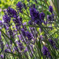 Lavanda vera (Lavandula angustifolia) semi