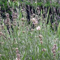 Lavanda vera (Lavandula angustifolia) semi