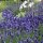 Lavanda vera (Lavandula angustifolia) semi