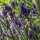 Lavanda vera (Lavandula angustifolia) semi