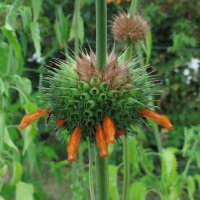 Coda di leone (Leonotis leonurus) semi