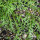 Maca (Lepidium meyenii) semi