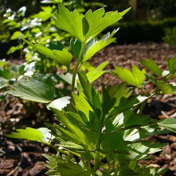 Sedano di monte (Levisticum officinale) semi