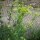 Sedano di monte (Levisticum officinale) semi