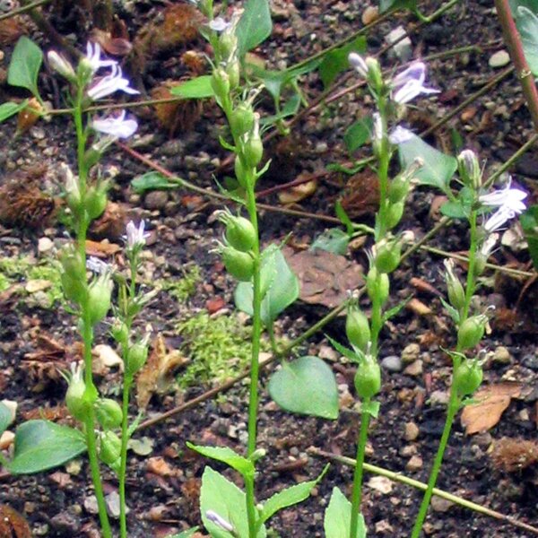 Tabacco indiano (Lobelia inflata) semi