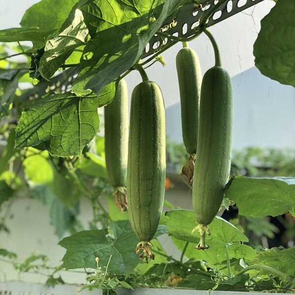 Luffa (Luffa cylindrica) semi