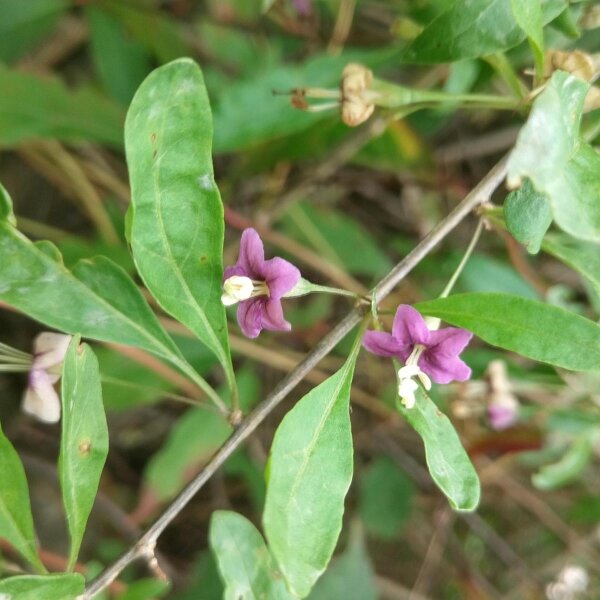 Albero della giovinezza / Goji (Lycium barbarum) semi