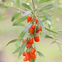 Albero della giovinezza / Goji (Lycium barbarum) semi