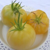 Pomodoro Beauté Blanche (Solanum lycopersicum)...